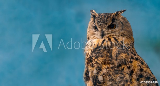 Picture of Beautiful eagle owl on blue background with copy space